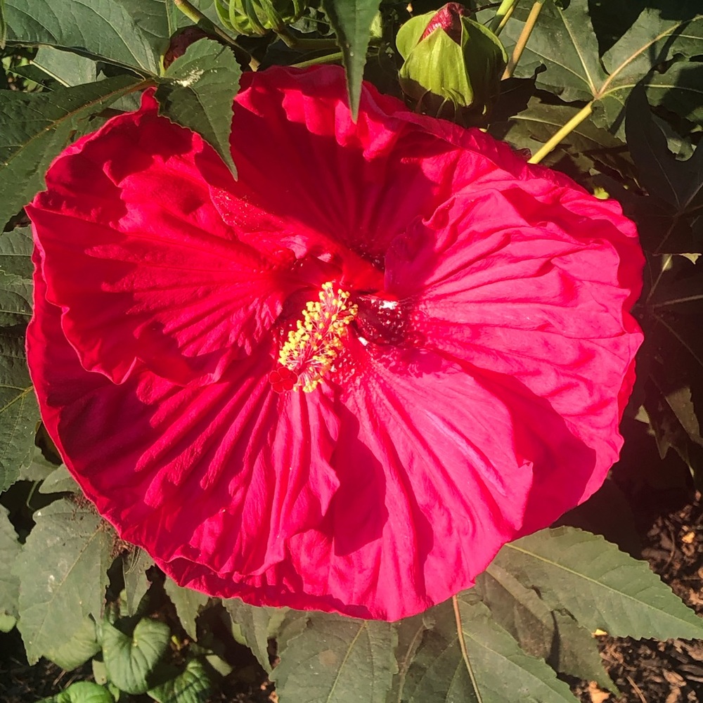 Meet your Posher, Mellisa Beth